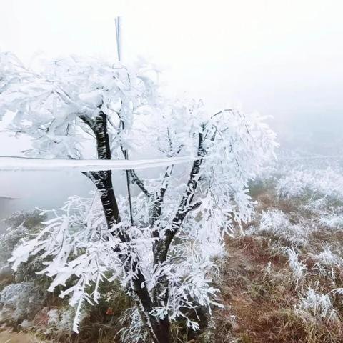 桂林今日雾凇最新消息,桂林今日雾凇最新消息视频