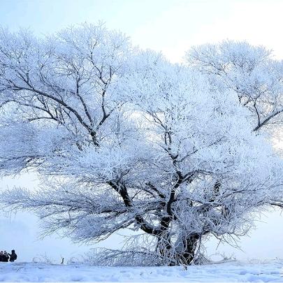 桂林今日雾凇最新消息,桂林今日雾凇最新消息视频